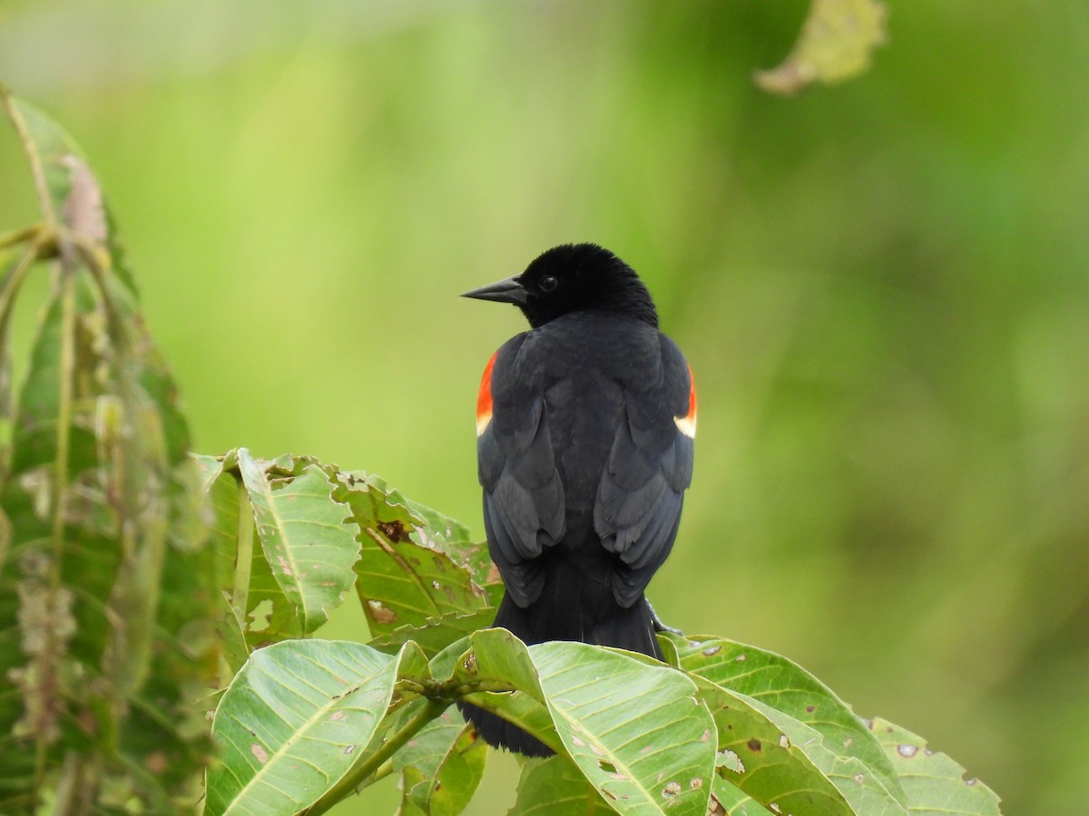 Red-winged Blackbird - ML637856027