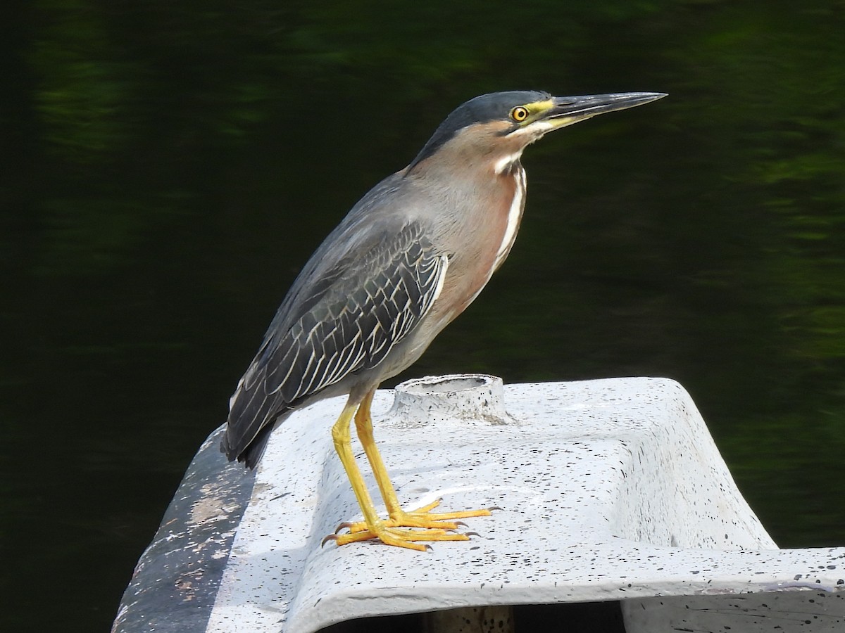 Striated Heron - ML637856053