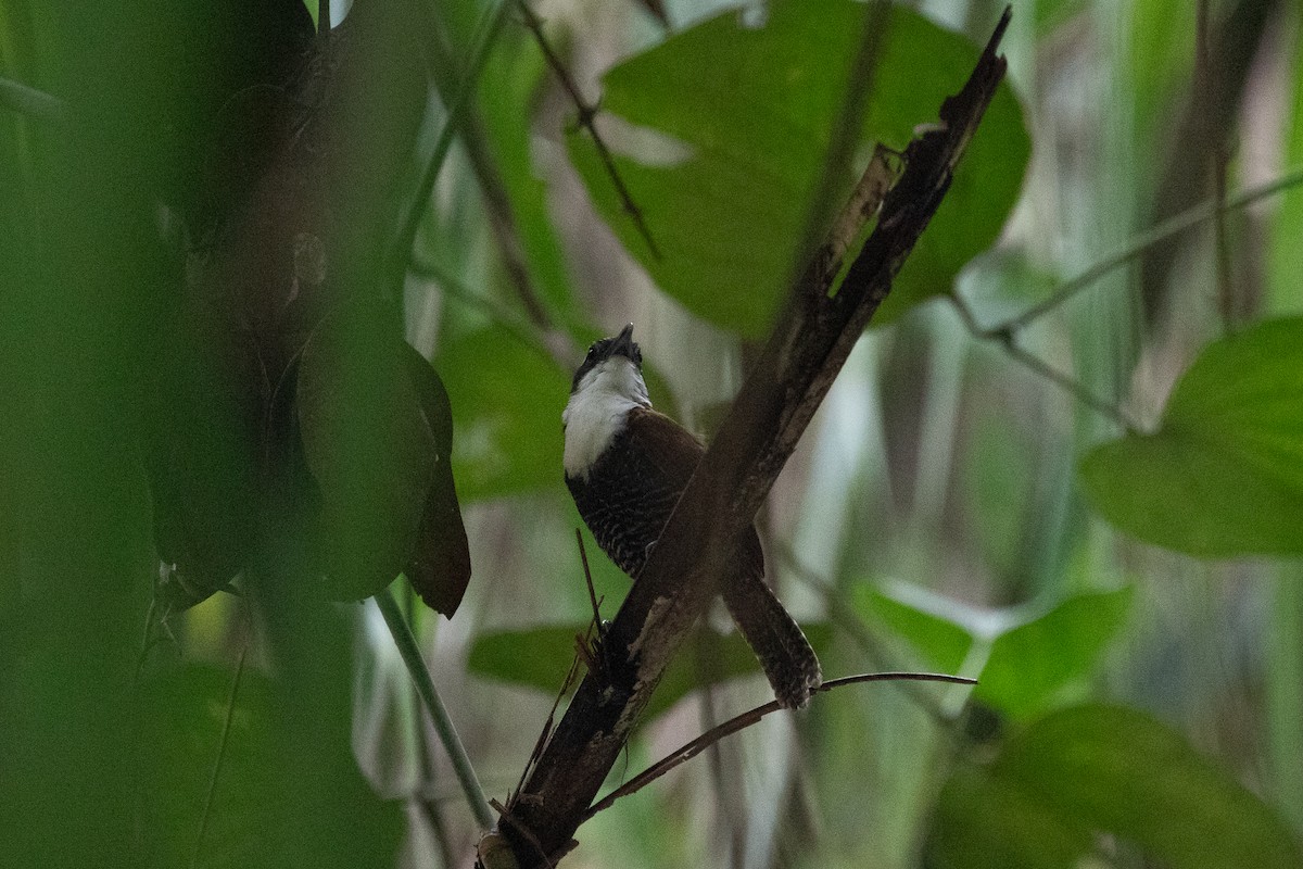 Black-bellied Wren - ML637856070