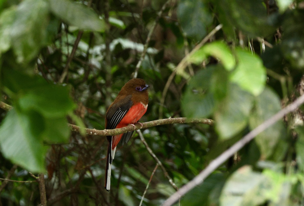 Red-headed Trogon - ML637856073