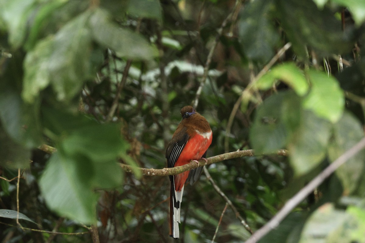 Red-headed Trogon - ML637856074
