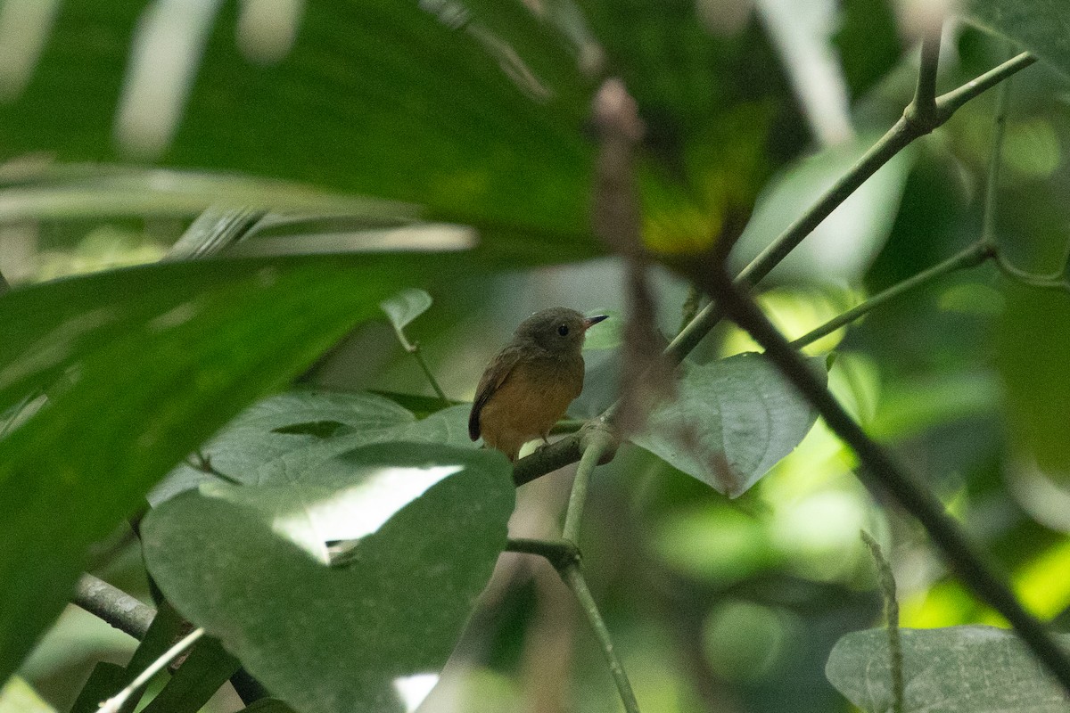 Ruddy-tailed Flycatcher - ML637856089