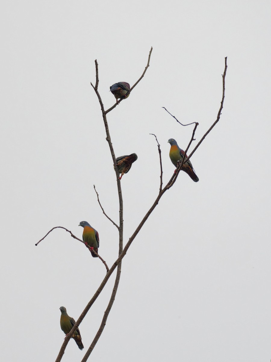 Little Green-Pigeon - ML637856110
