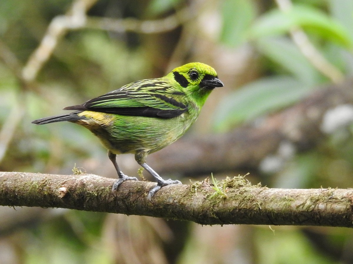 Emerald Tanager - ML637856126