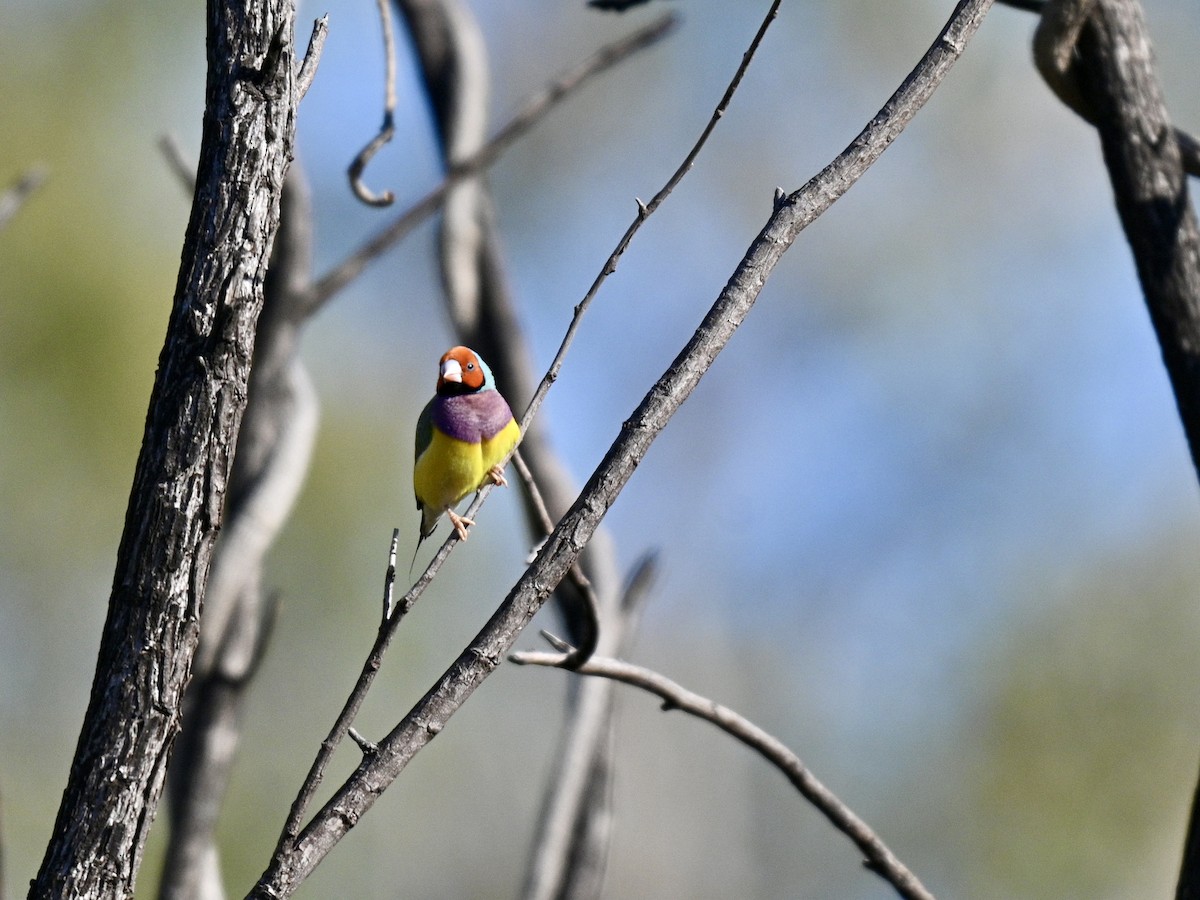 Gouldian Finch - ML637856131