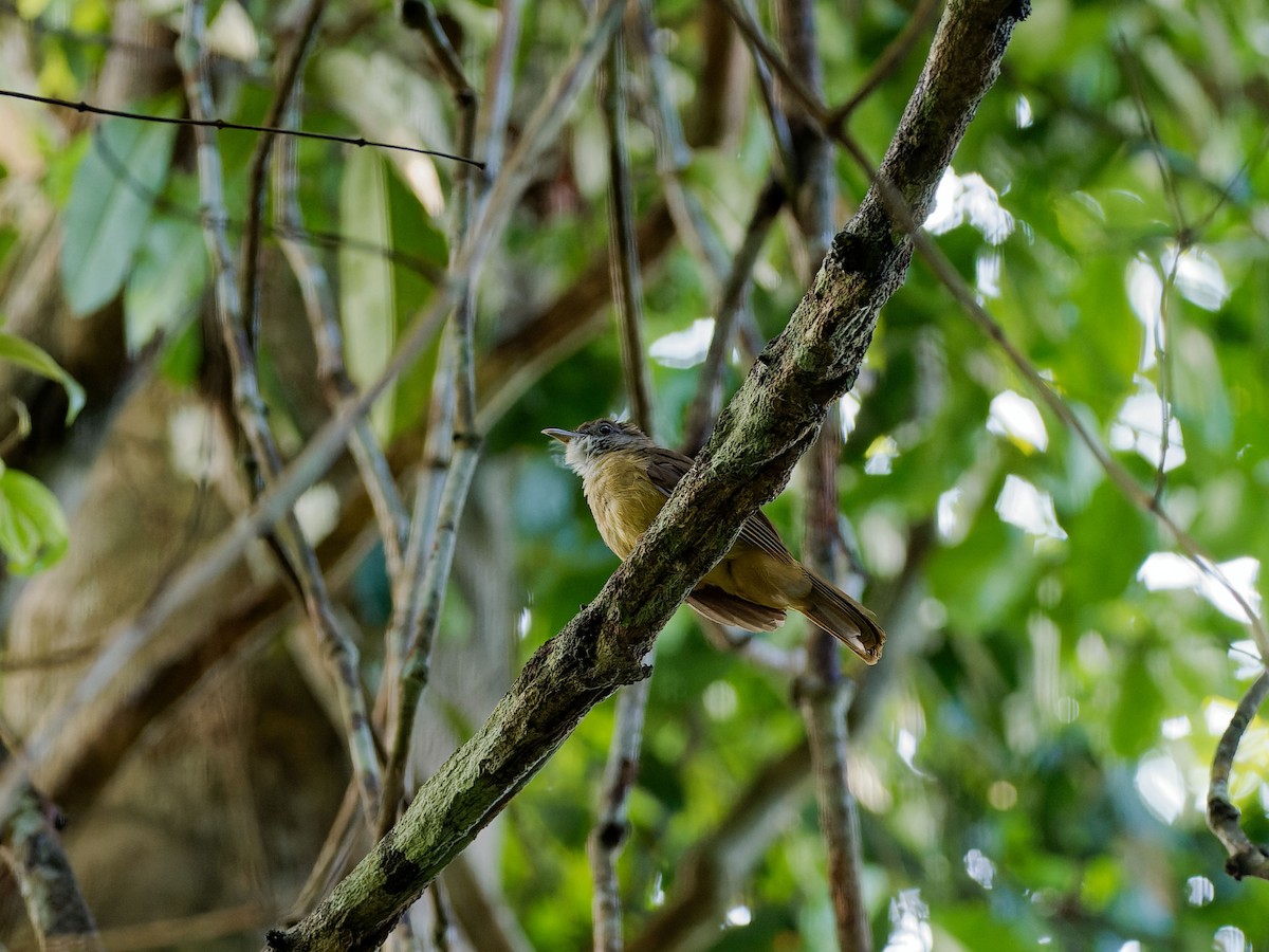 Gray-cheeked Bulbul - ML637856132