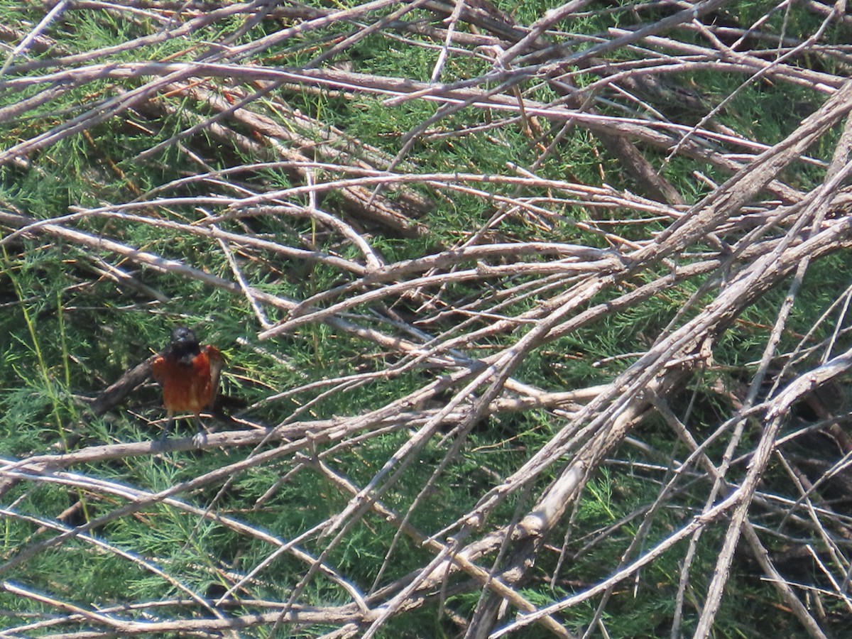 Orchard Oriole - ML637856143