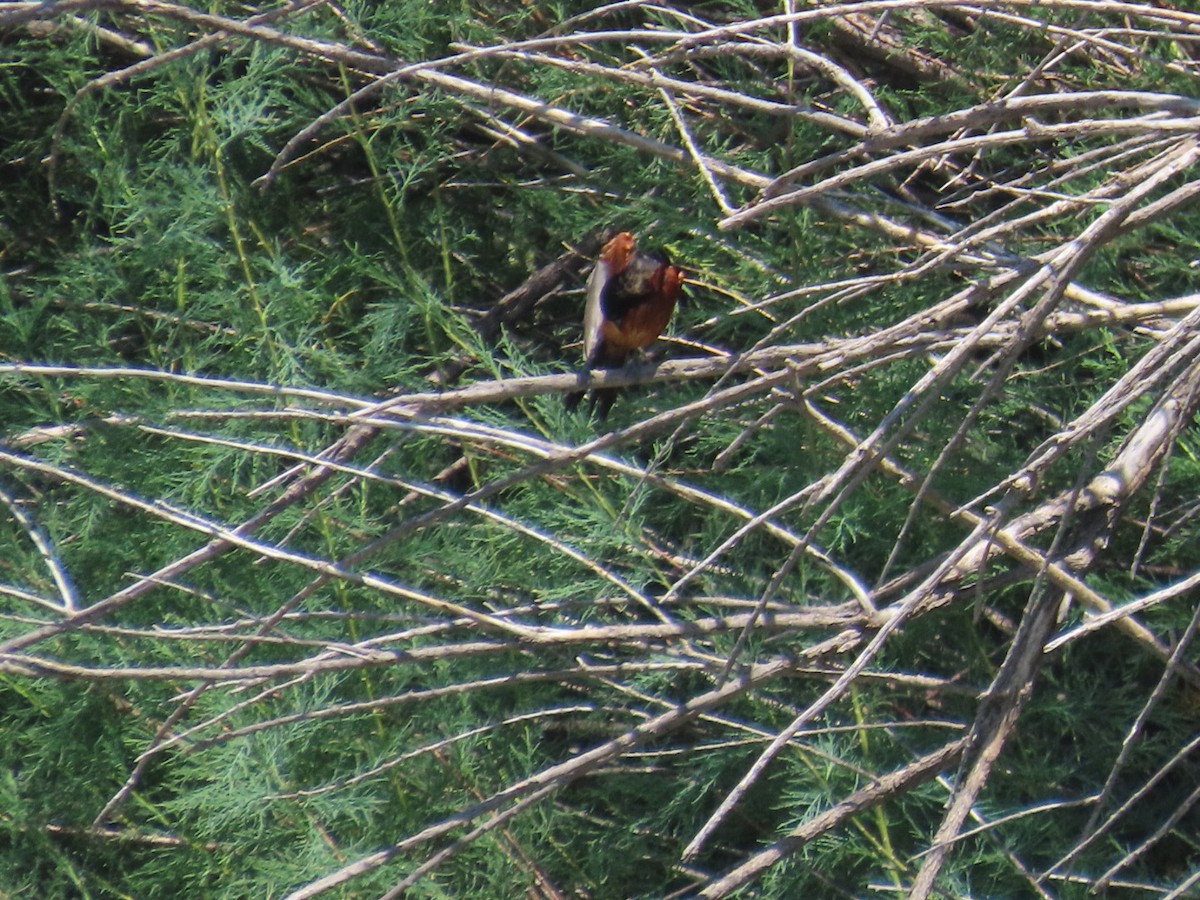 Orchard Oriole - ML637856144
