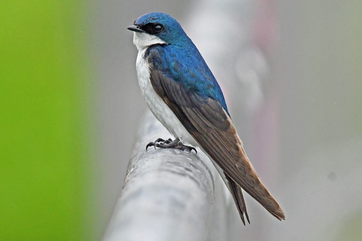 Tree Swallow - ML637856154
