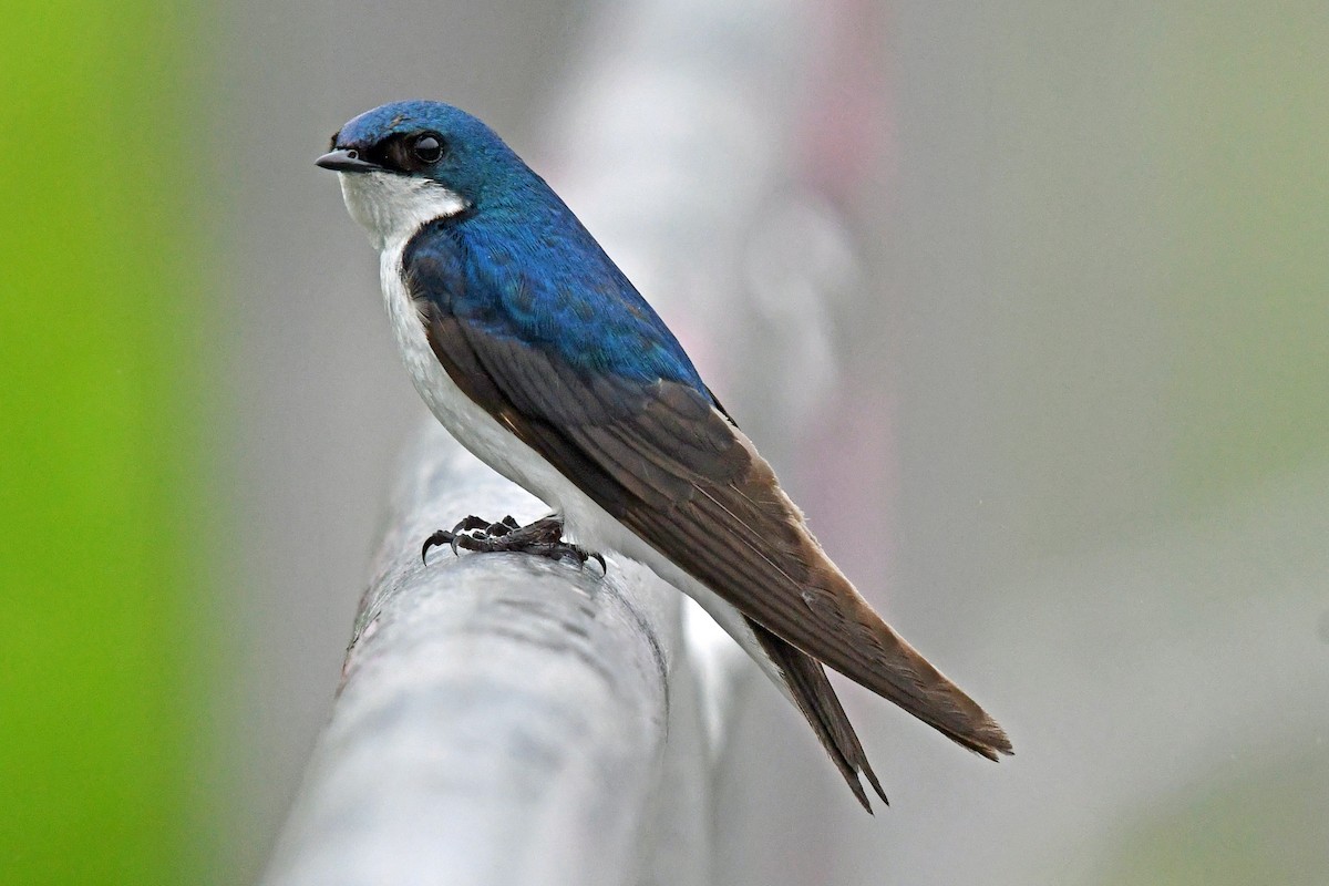 Tree Swallow - ML637856157