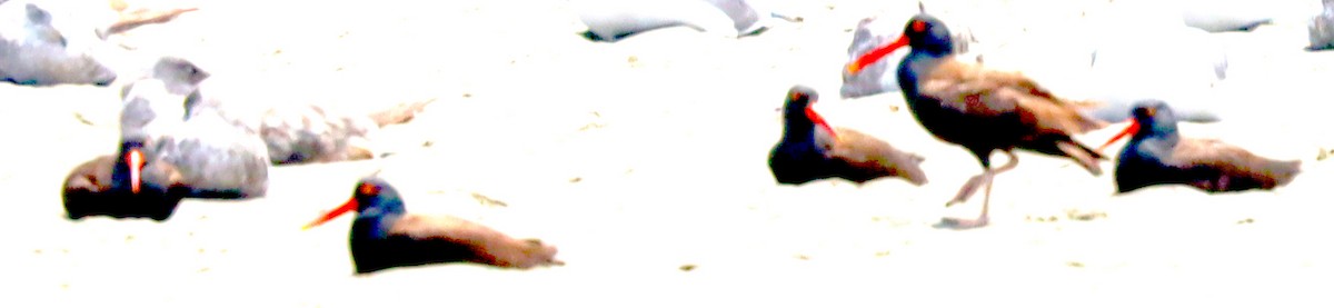 Black Oystercatcher - ML637856158