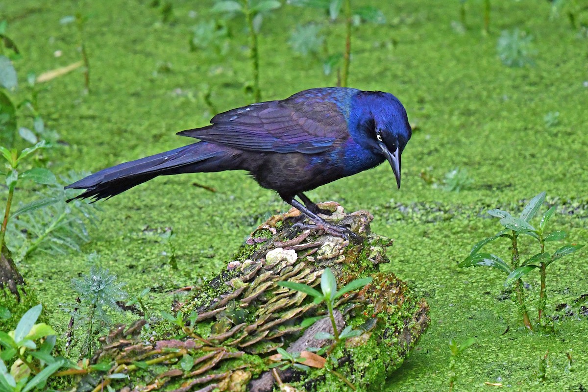Common Grackle - ML637856176