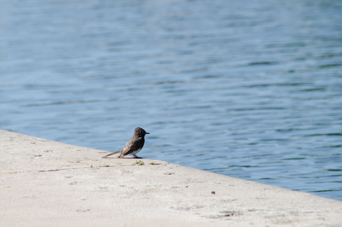 Black Phoebe - ML637856179