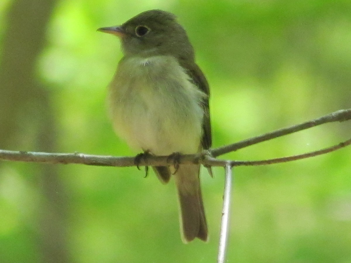 Acadian Flycatcher - ML637856180