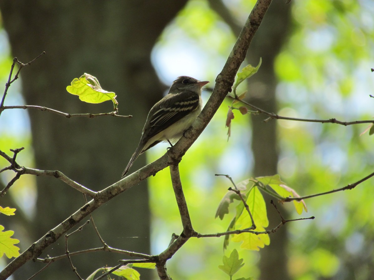 Acadian Flycatcher - ML637856181