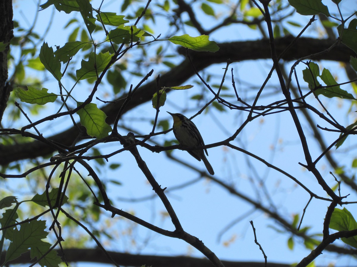 Yellow-throated Warbler - ML637856185