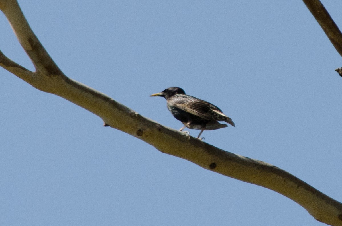 Arabazozo pikarta - ML637856186