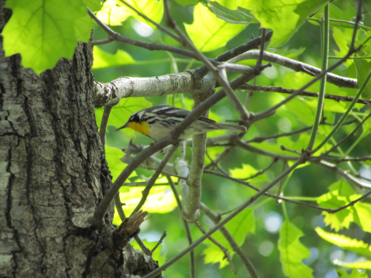 Yellow-throated Warbler - ML637856187