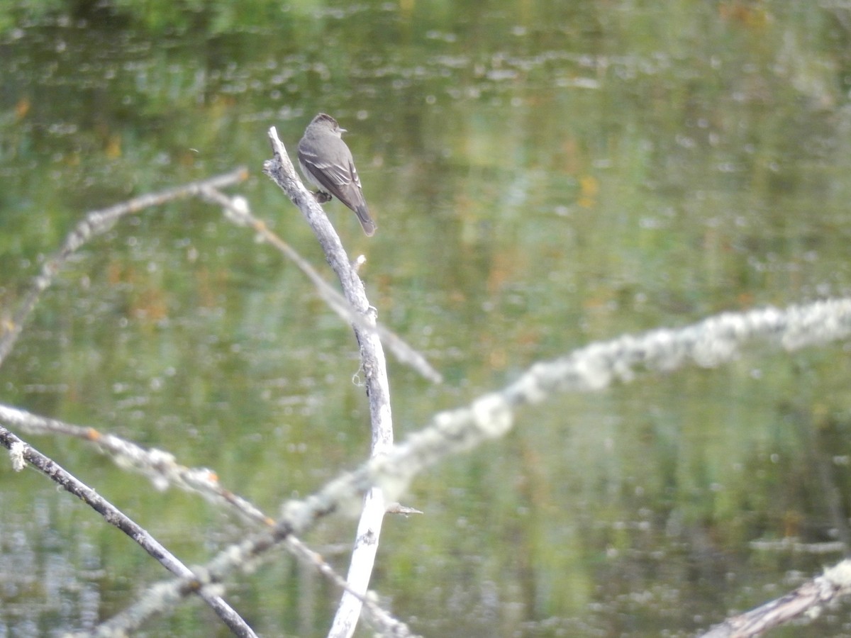 Black Phoebe - ML637856196