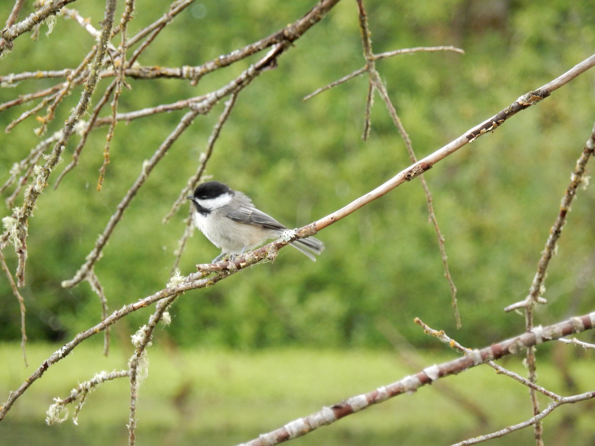 Black-capped Chickadee - ML637856199