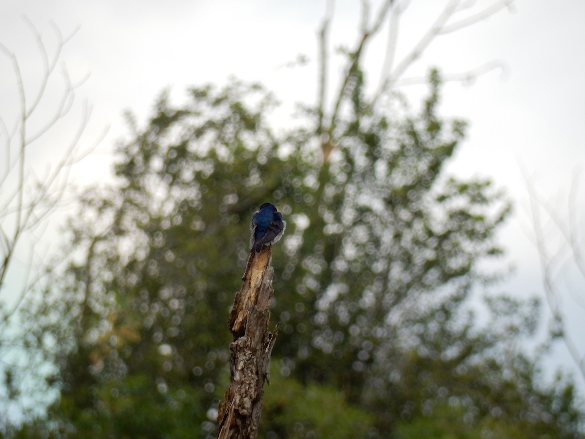 Tree Swallow - ML637856200