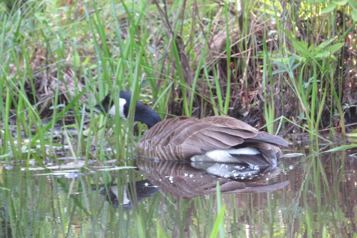 Kanadagans - ML637856229