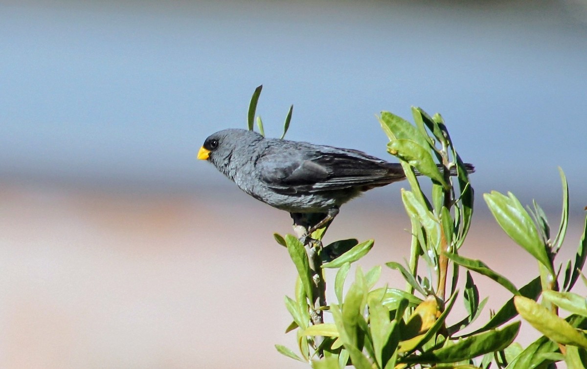 Band-tailed Seedeater - ML637856241