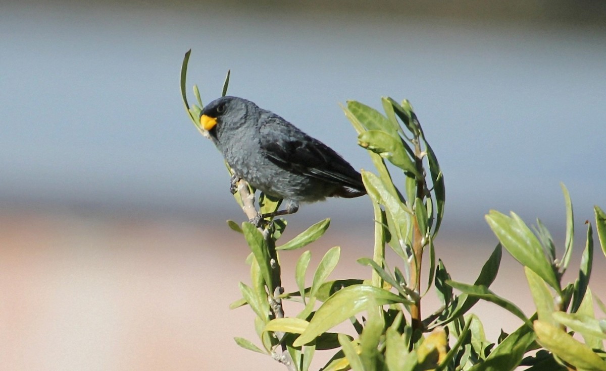 Band-tailed Seedeater - ML637856242