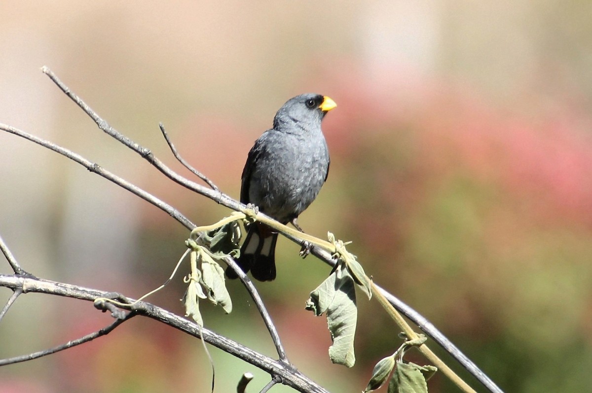 Band-tailed Seedeater - ML637856243
