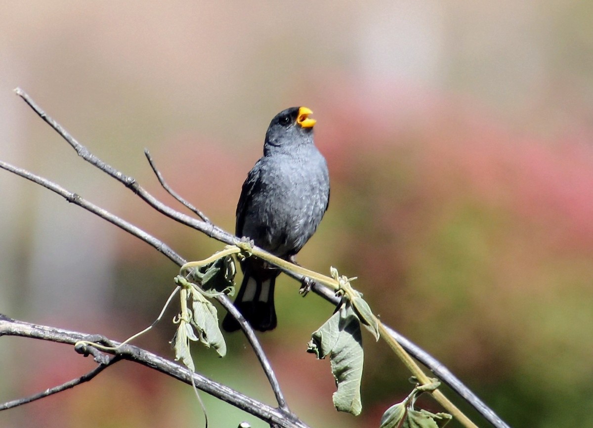 Band-tailed Seedeater - ML637856244
