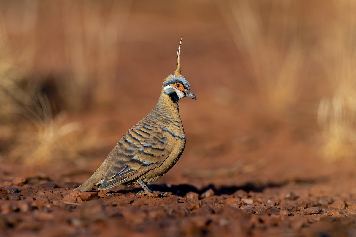 Spinifex Pigeon (Rufous-bellied) - ML637856251