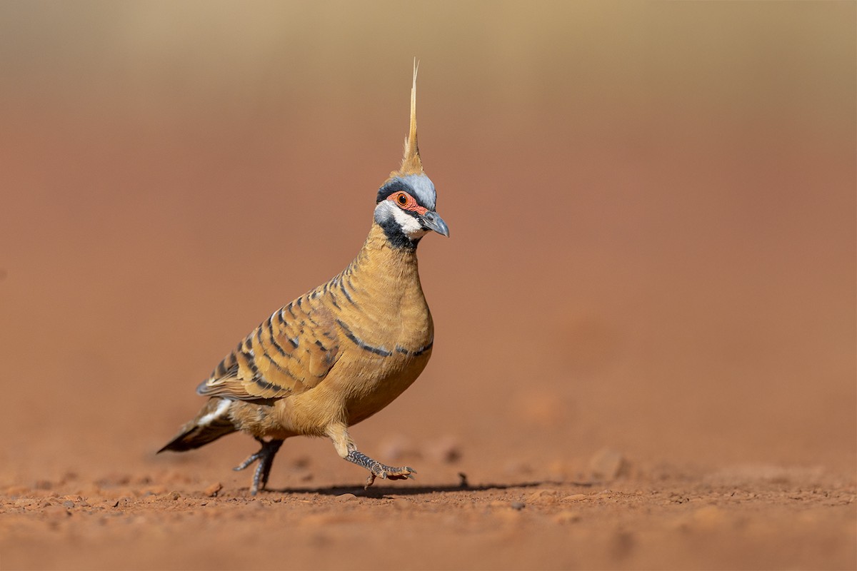 Spinifex Pigeon (Rufous-bellied) - ML637856252