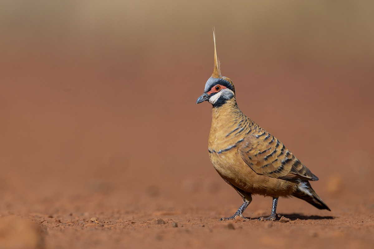 Spinifex Pigeon (Rufous-bellied) - ML637856253