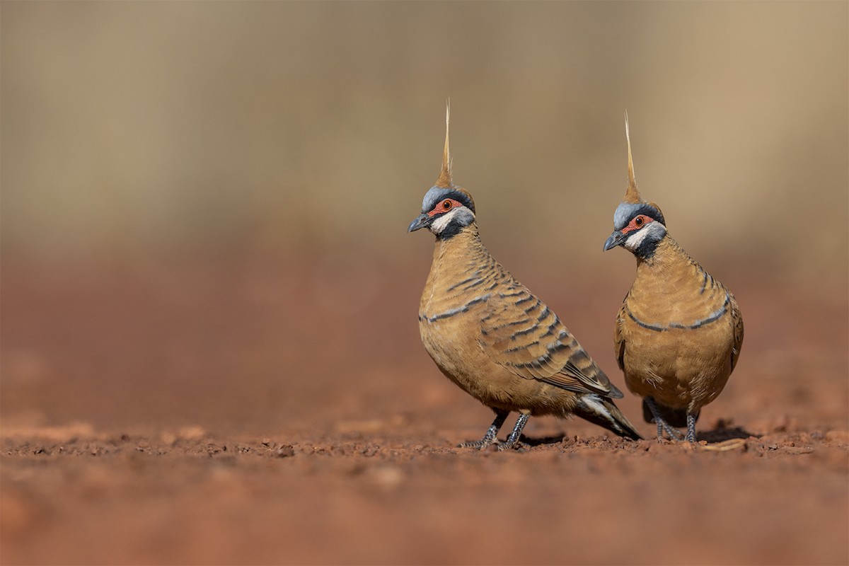 Spinifex Pigeon (Rufous-bellied) - ML637856254