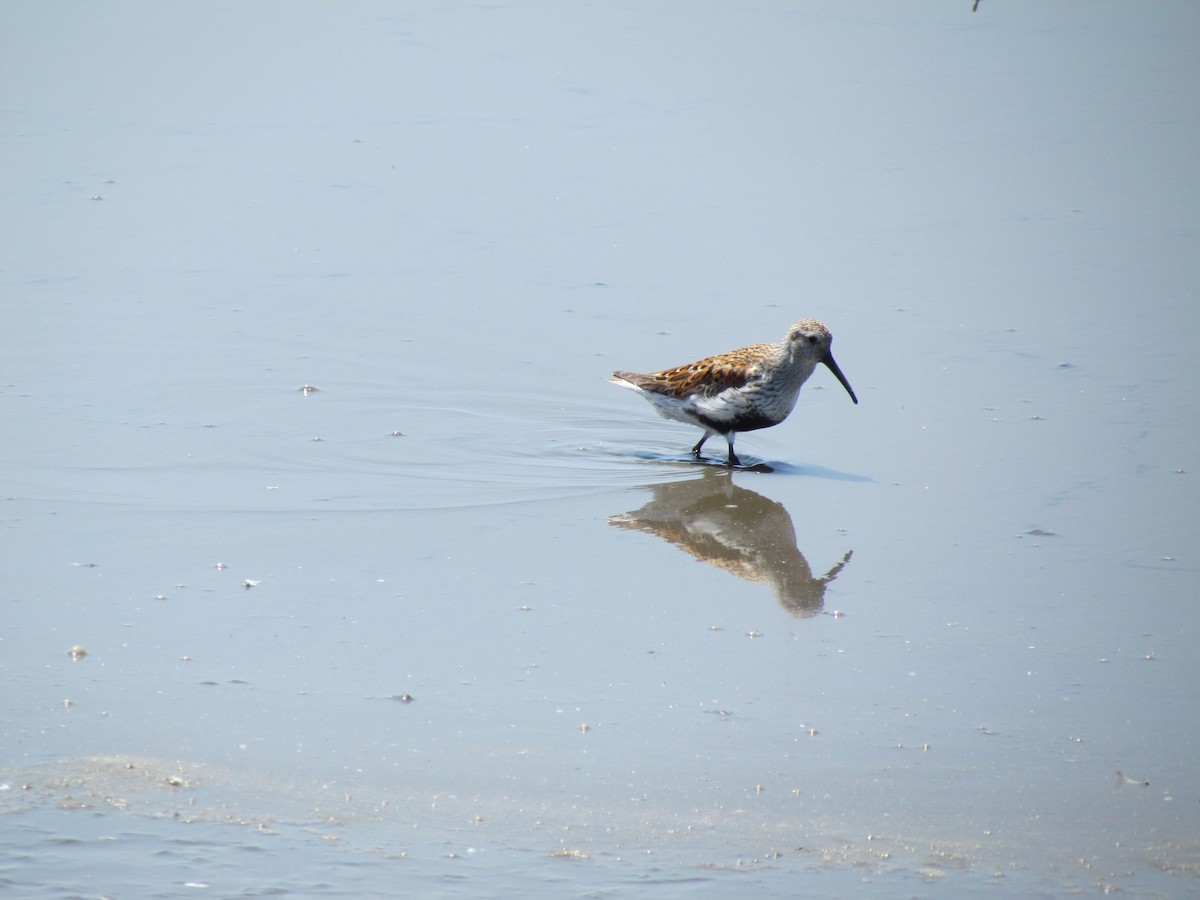 Dunlin - ML637856265