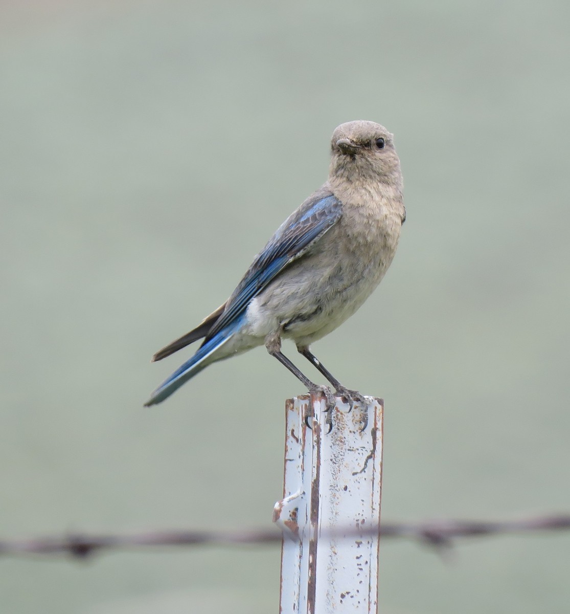 Mountain Bluebird - ML637856295