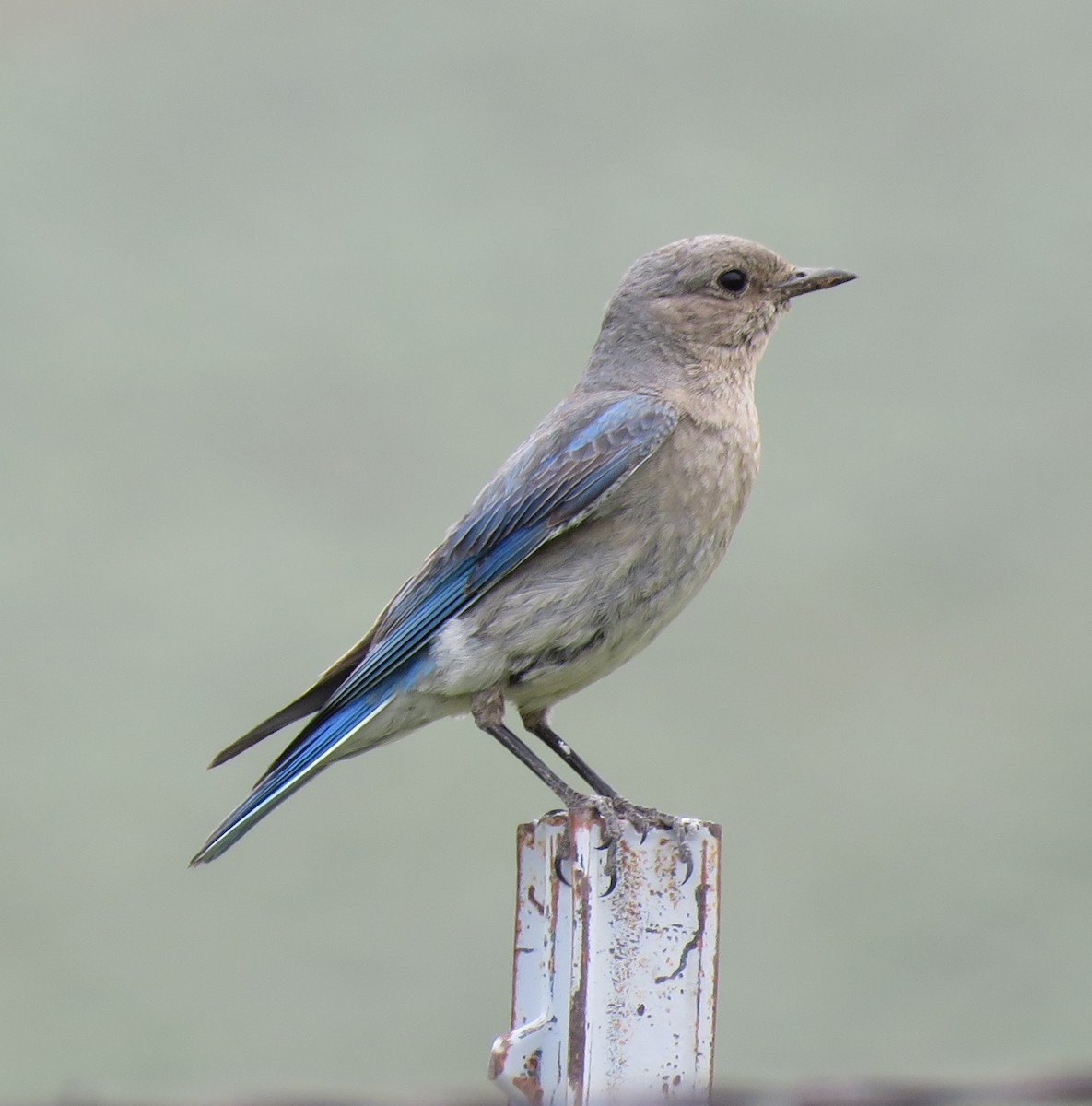 Mountain Bluebird - ML637856300
