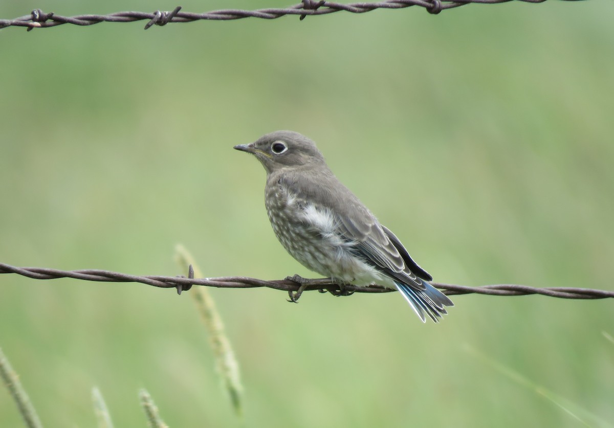 Mountain Bluebird - ML637856302