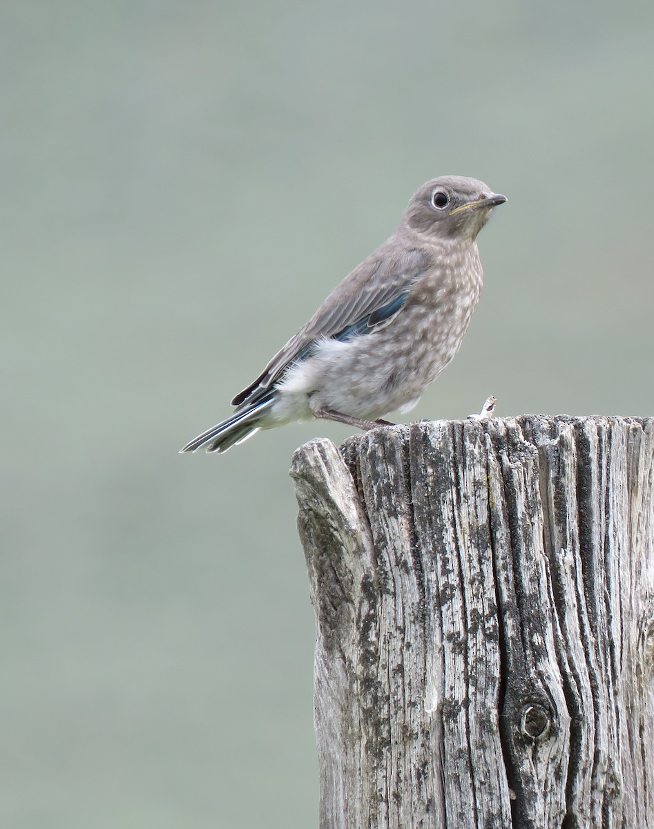 Mountain Bluebird - ML637856306