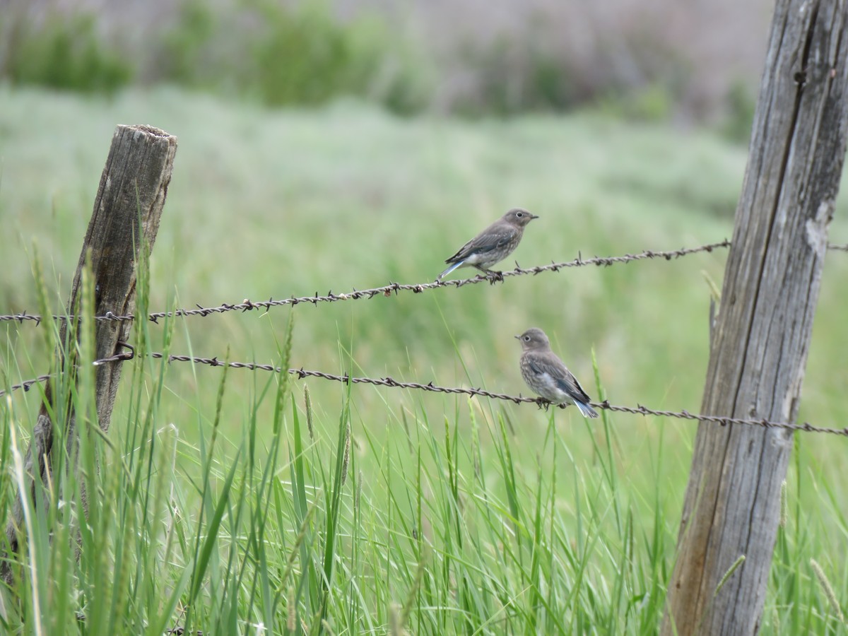 Mountain Bluebird - ML637856308