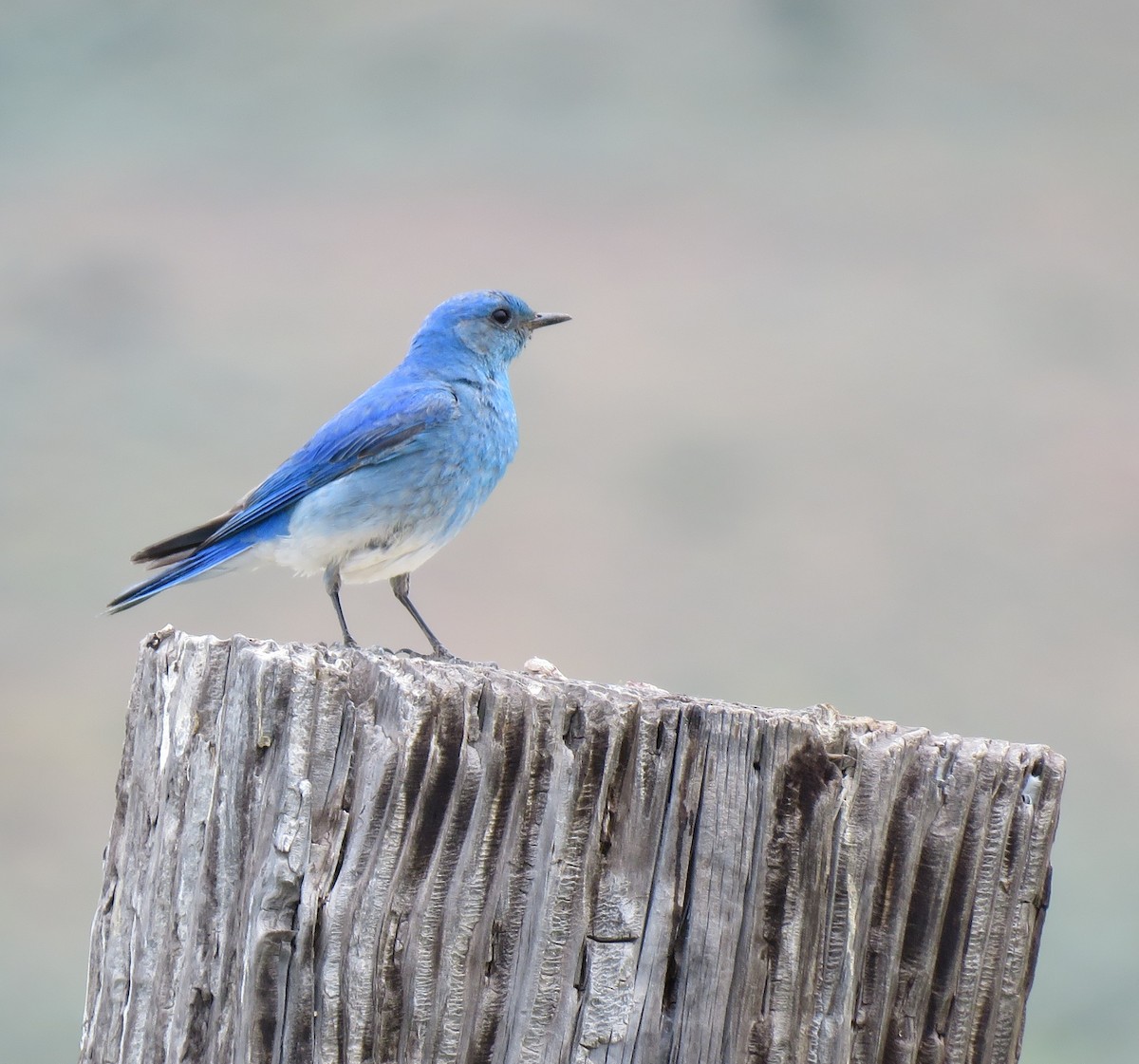 Mountain Bluebird - ML637856311