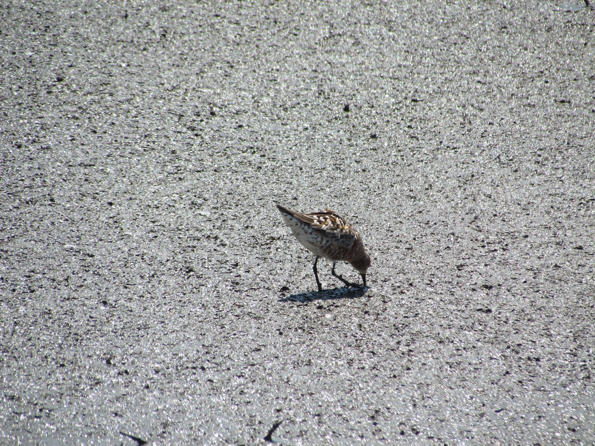 Curlew Sandpiper - ML637856312