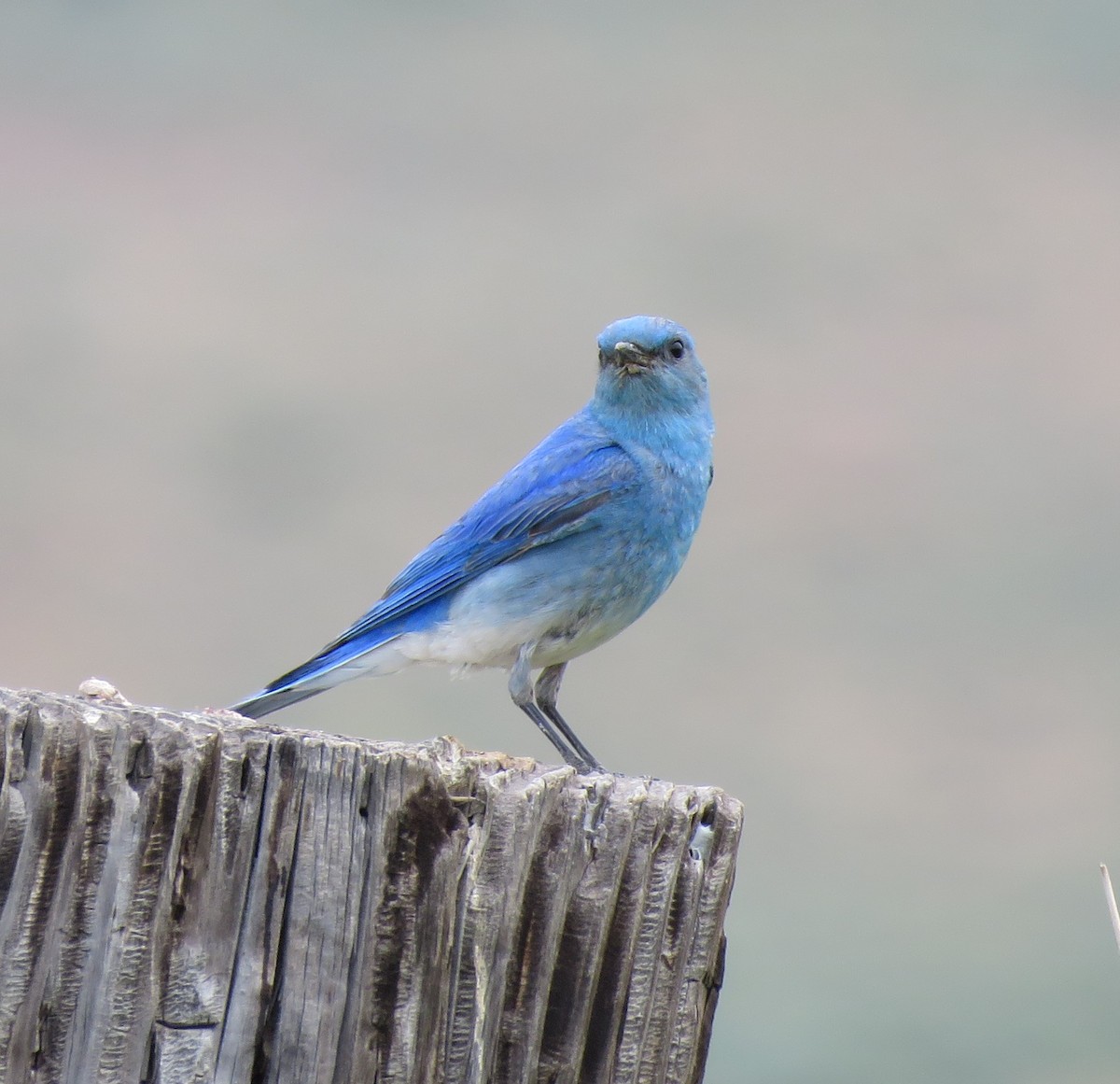 Mountain Bluebird - ML637856325