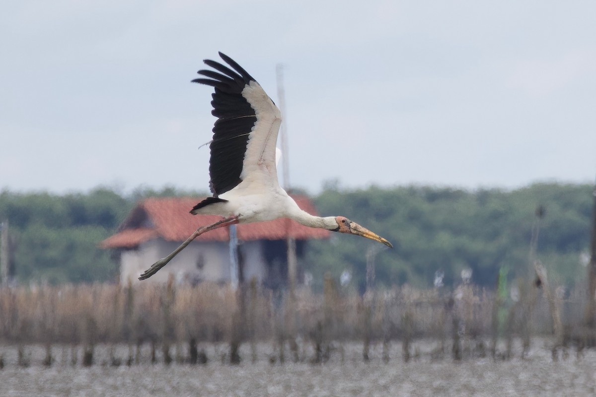 Milky Stork - ML637856340