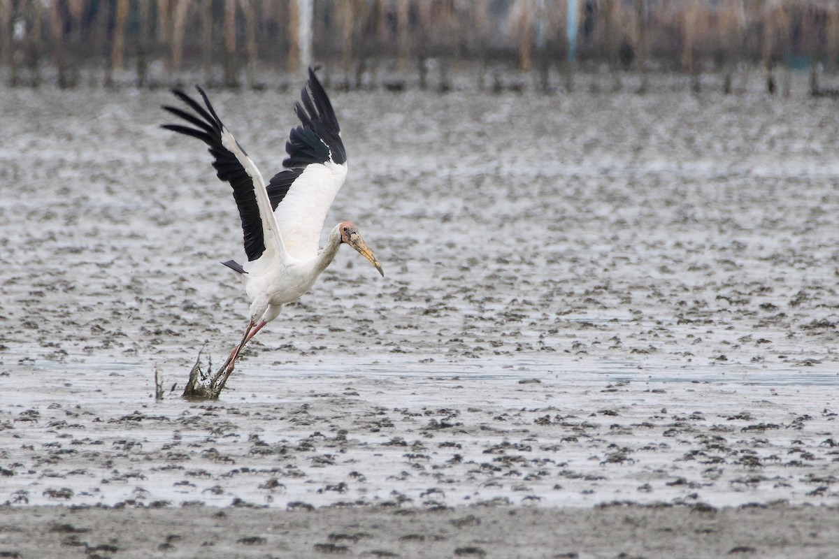 Milky Stork - ML637856341