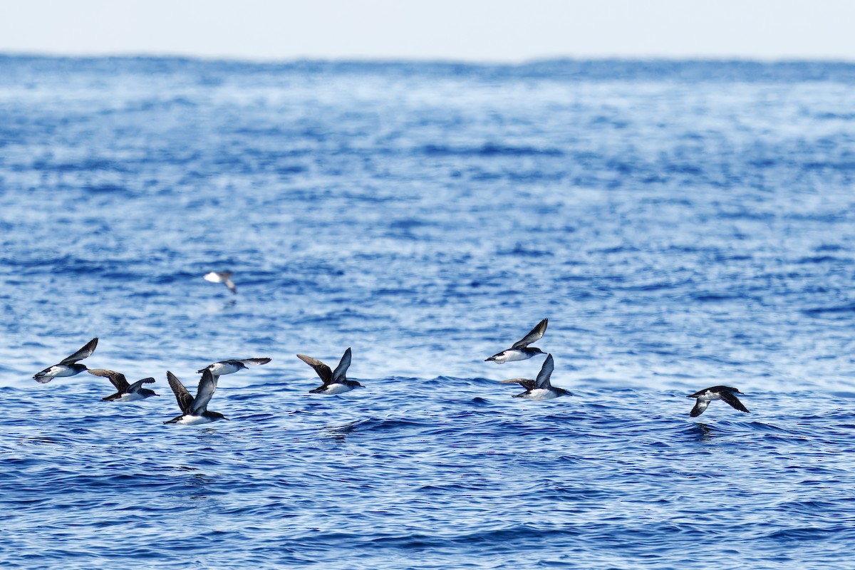 Fluttering Shearwater - ML637856370