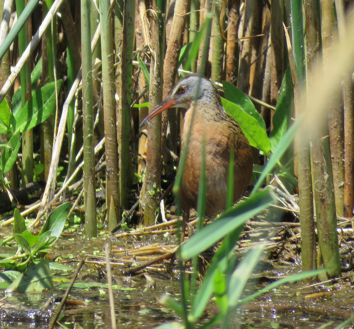 Virginia Rail - ML637856375