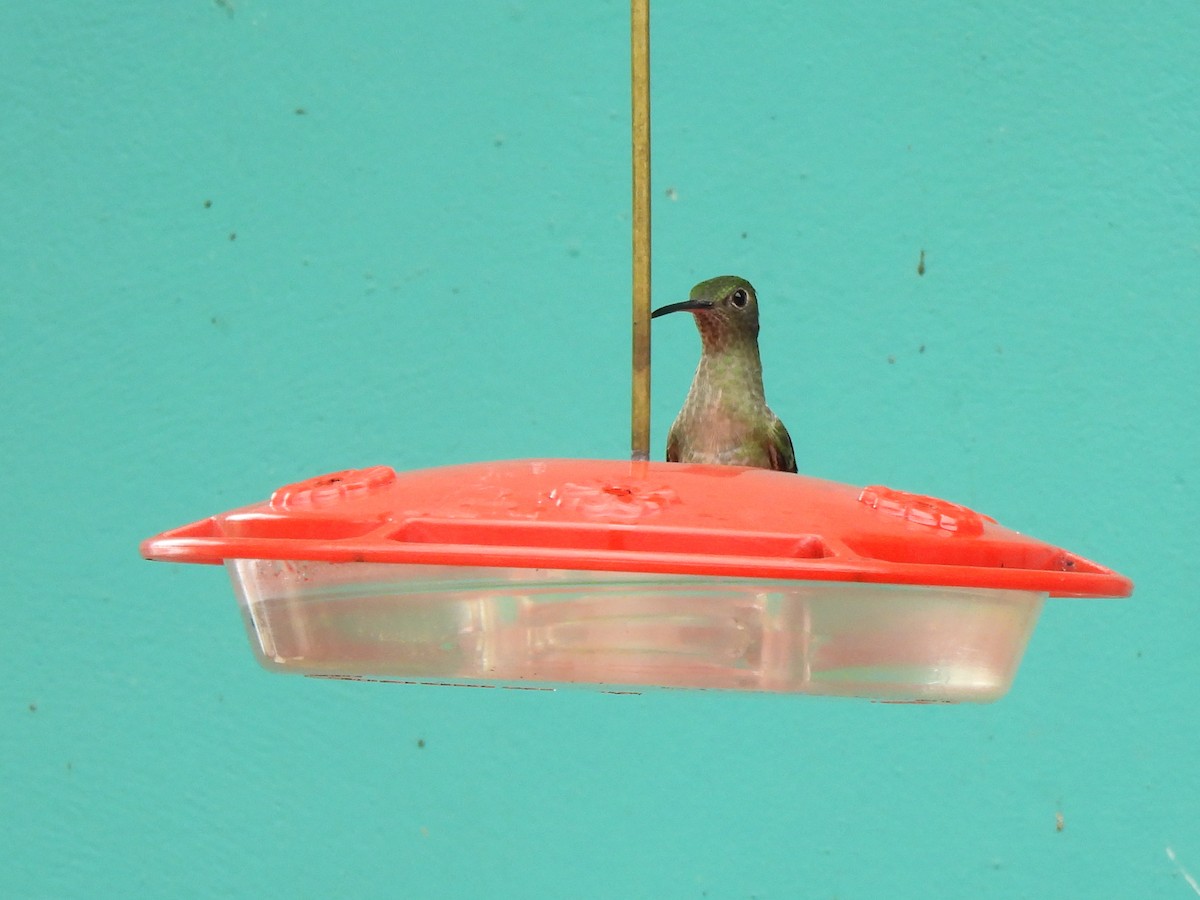 Scaly-breasted Hummingbird - ML637856422