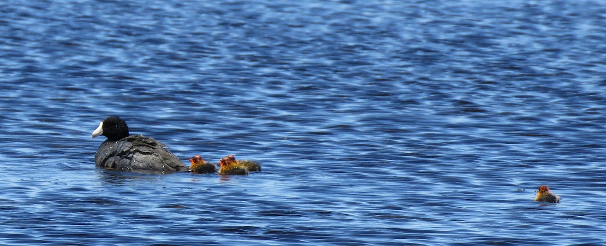 American Coot - ML637856433