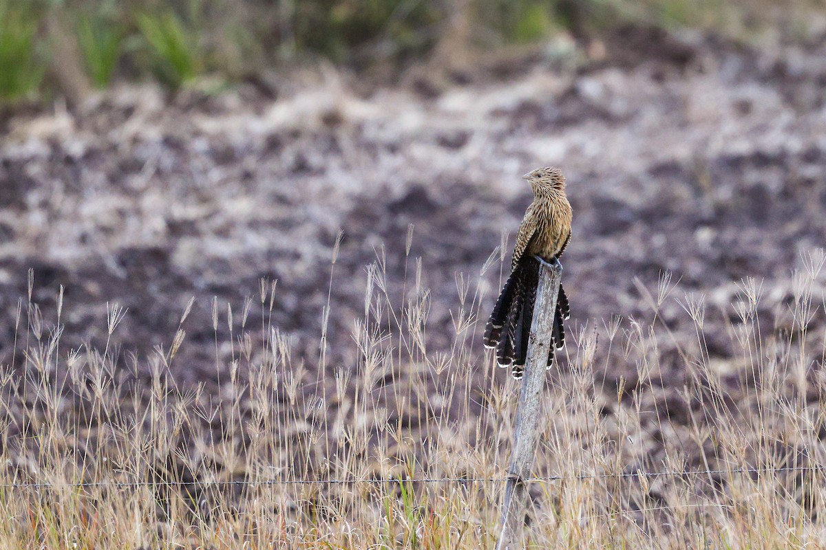 Pheasant Coucal - ML637856486